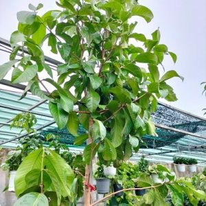 Cây mận điều đỏ miền tây