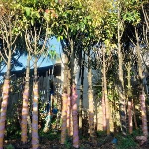 Cây măng cụt trưởng thành cao hơn 3m