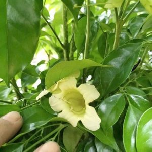 Cây hạnh phúc trồng chậu nội thất đẹp