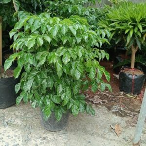 Cây hạnh phúc trồng chậu nội thất đẹp