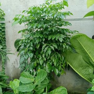 Cây hạnh phúc trồng chậu nội thất đẹp