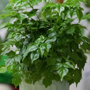 Cây hạnh phúc trồng chậu nội thất đẹp