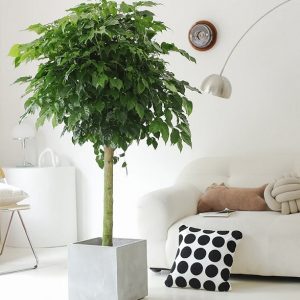 Cây hạnh phúc trồng chậu nội thất đẹp