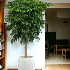 Cây hạnh phúc trồng chậu nội thất đẹp