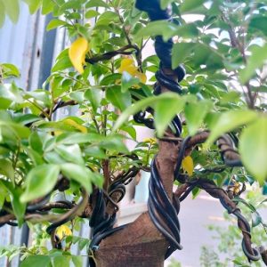 Cây khế gốc bonsai mini