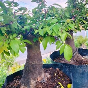 Cây khế gốc bonsai mini