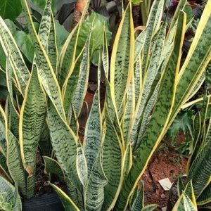 cây lưỡi hổ trông chậu trang trí nội thất