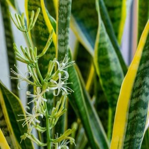 cây lưỡi hổ trông chậu trang trí nội thất