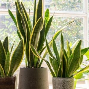 cây lưỡi hổ trồng chậu trang trí nội thất