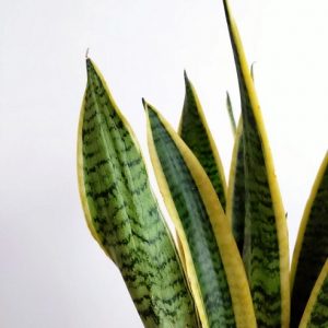 cây lưỡi hổ trông chậu trang trí nội thất