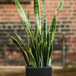 cây lưỡi hổ trông chậu trang trí nội thất