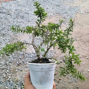 Cây ổi sẻ lá ri bonsai