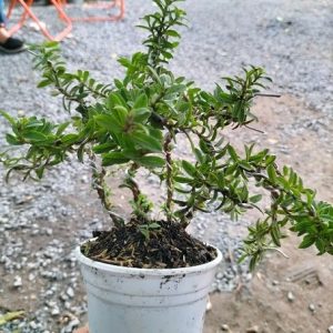 Cây ổi sẻ lá rí bonsai