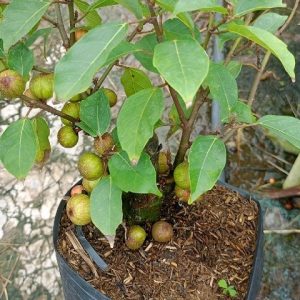 Cây sung nếp siêu trái