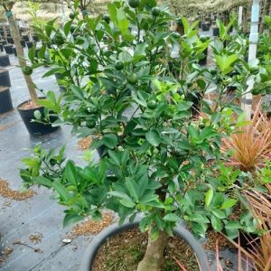 Cây tắc thân gỗ trông chậu