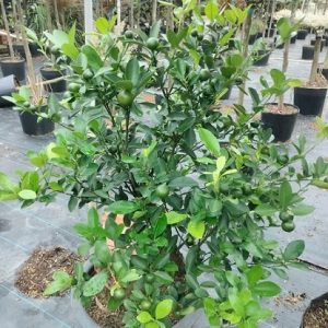 Cây tắc thân gỗ trông chậu