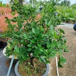 Cây tắc thân gỗ trông chậu