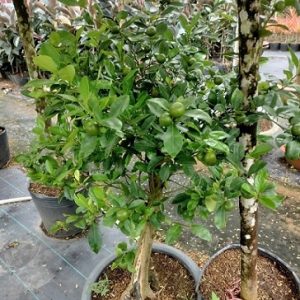 Cây tắc thân gỗ trông chậu