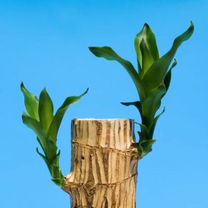 cây thiết mộc lan trồng chậu trang trí nội thất