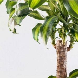 cây thiết mộc lan trồng chậu trang trí nội thất