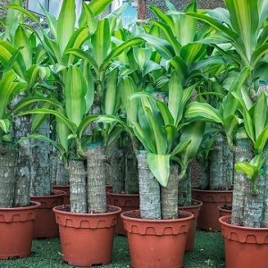 cây thiết mộc lan trồng chậu trang trí nội thất