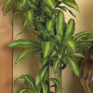 cây thiết mộc lan trồng chậu trang trí nội thất