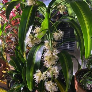 cây thiết mộc lan trồng chậu trang trí nội thất