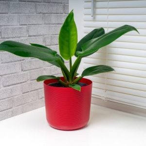 Cây Trầu Bà Đế Vương Xanh Trồng Chậu Để Bàn