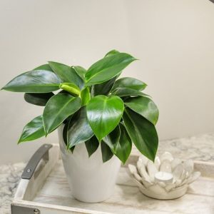 Cây Trầu Bà Đế Vương Xanh Trồng Chậu Để Bàn