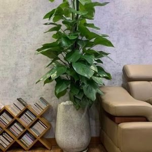 Cây trầu bà leo cột trồng chậu nội thất