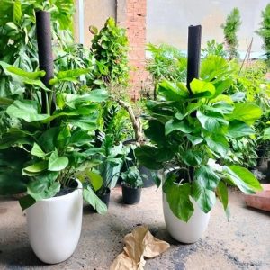 Cây trầu bà leo cột trồng chậu nội thất