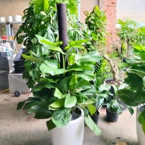 Cây trầu bà leo cột trồng chậu nội thất