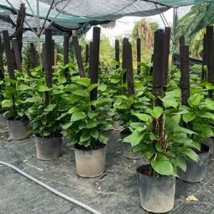 Cây trầu bà leo cột trồng chậu nội thất