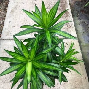 Cây trúc bách hợp trồng chậu trang trí nội thất