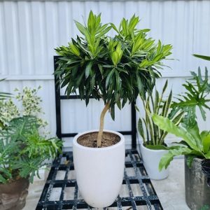 Cây trúc bách hợp trồng chậu trang trí nội thất