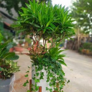 Cây trúc bách hợp trồng chậu trang trí nội thất