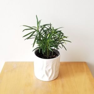 Cây tùng la hán trồng chậu nhỏ để bàn