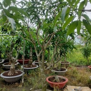 Cây xoài tứ quý trưởng thành cao 2m5