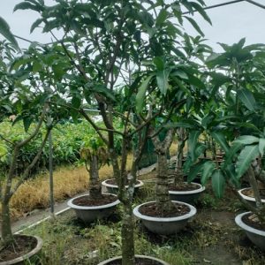 Cây xoài tứ quý trưởng thành cao 2m5