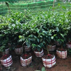 Cây chè xanh gốc lớn