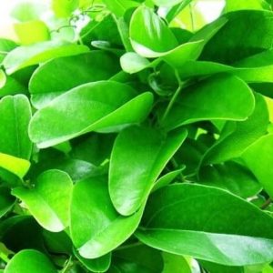 cây sương sâm lá trơn