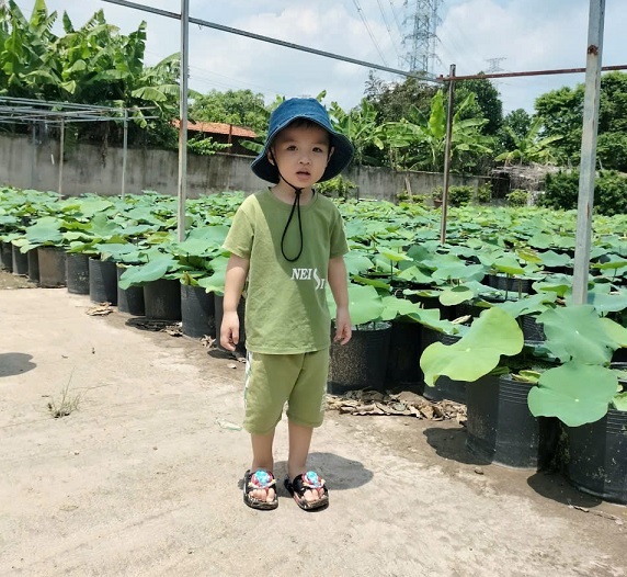 bùn nhão trồng hoa sen hoa súng