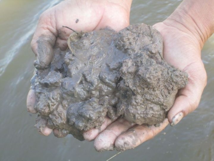 bùn nhão trồng hoa sen hoa súng