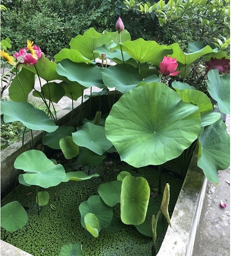 bùn nhão trồng hoa sen hoa súng