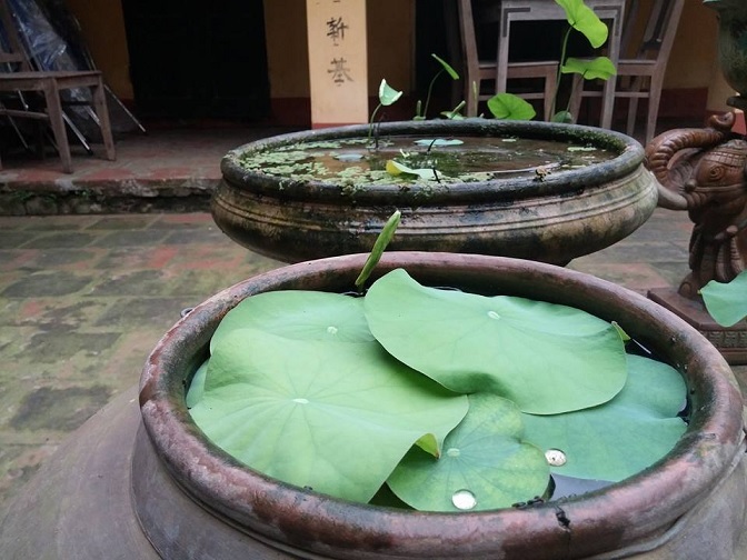 bùn nhão trồng hoa sen hoa súng