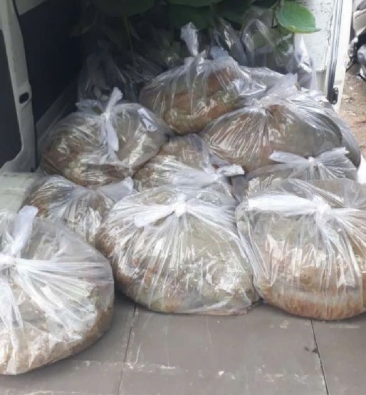 bùn nhão trồng hoa sen hoa súng