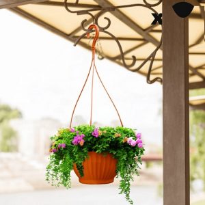 Cách chăm sóc hoa chậu treo