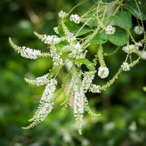 Cây bạch trầm hương