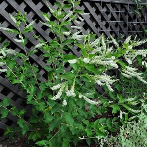 Cây bạch Trầm hương