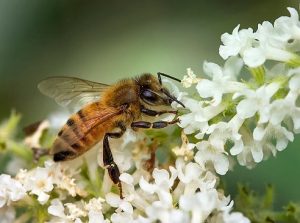 Cây bạch trầm hương